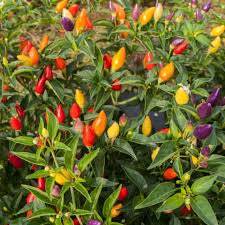 PATIO COLLECTION Pepper seedlings (HOT & SWEET varieties)