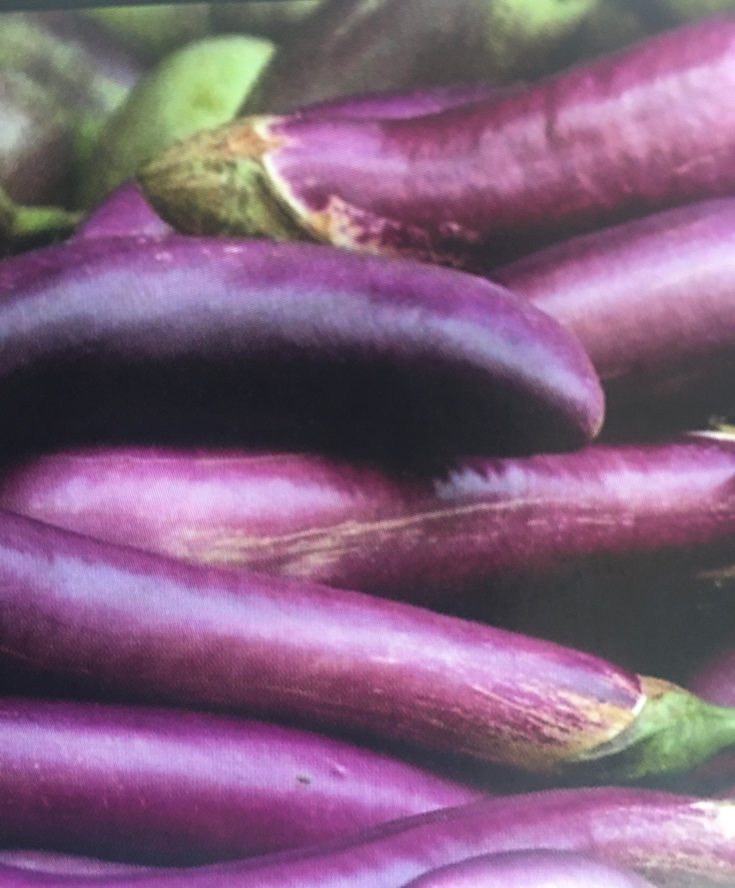 Eggplant