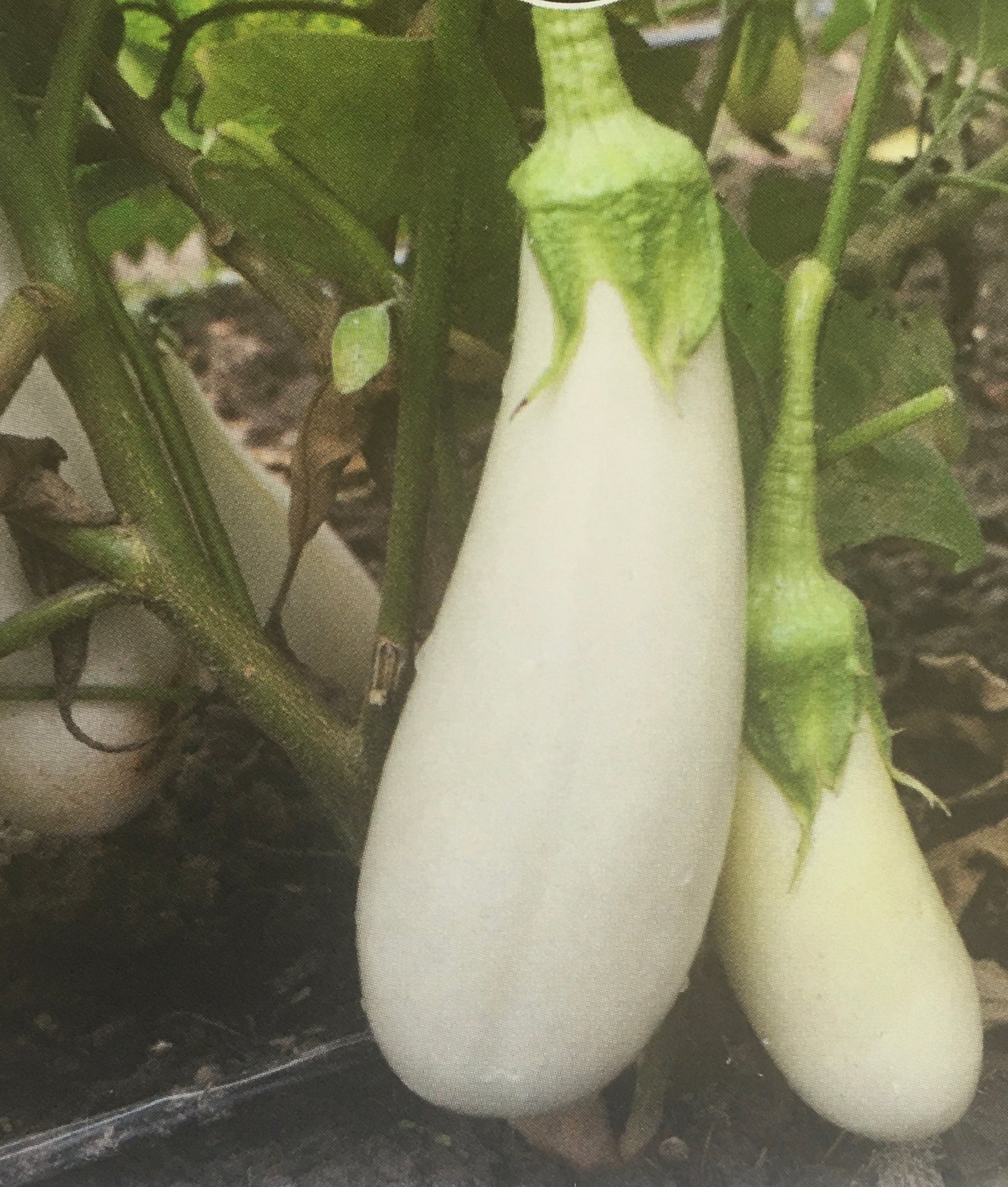 Eggplant