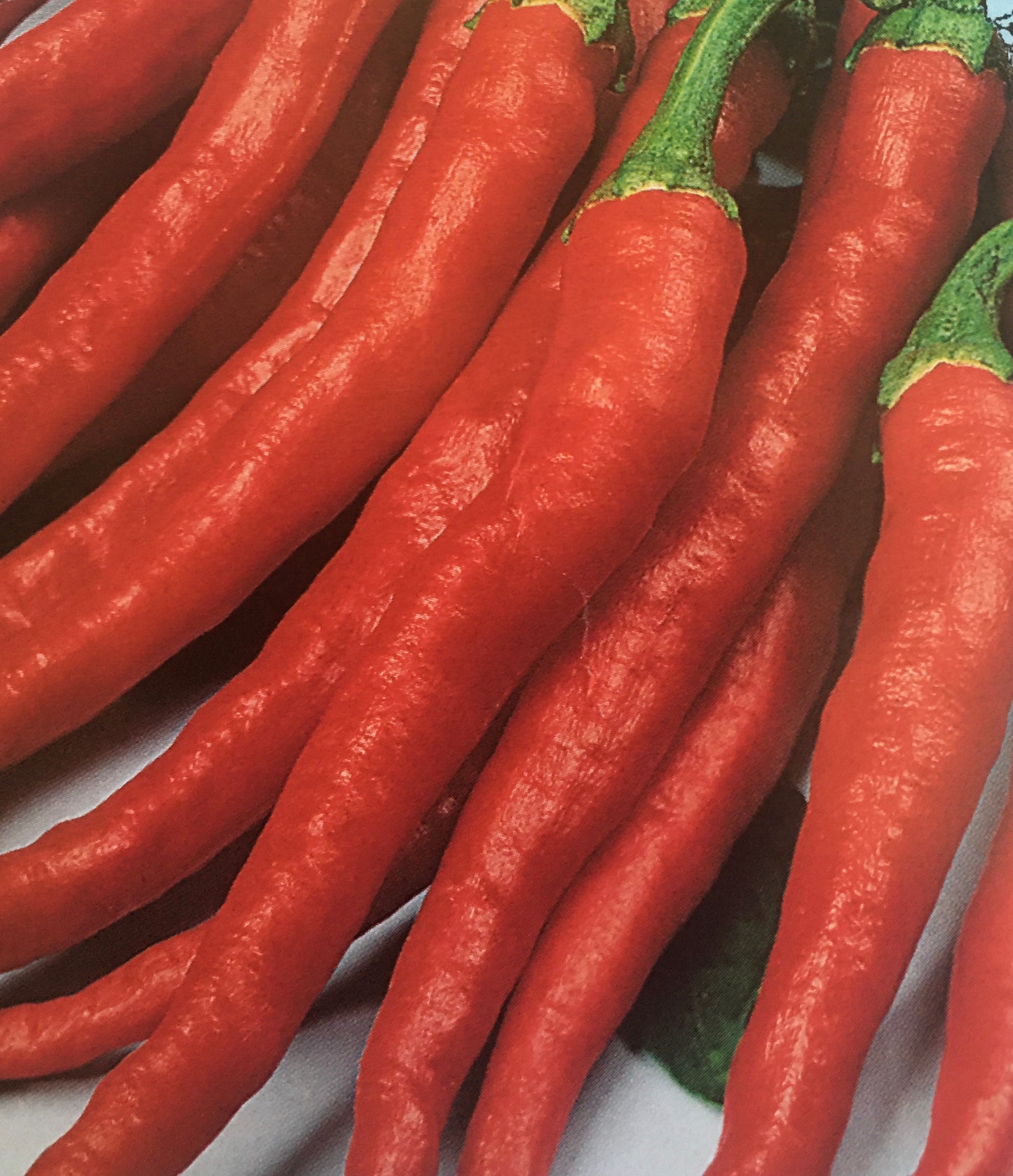 Pepper Seedlings - HOT