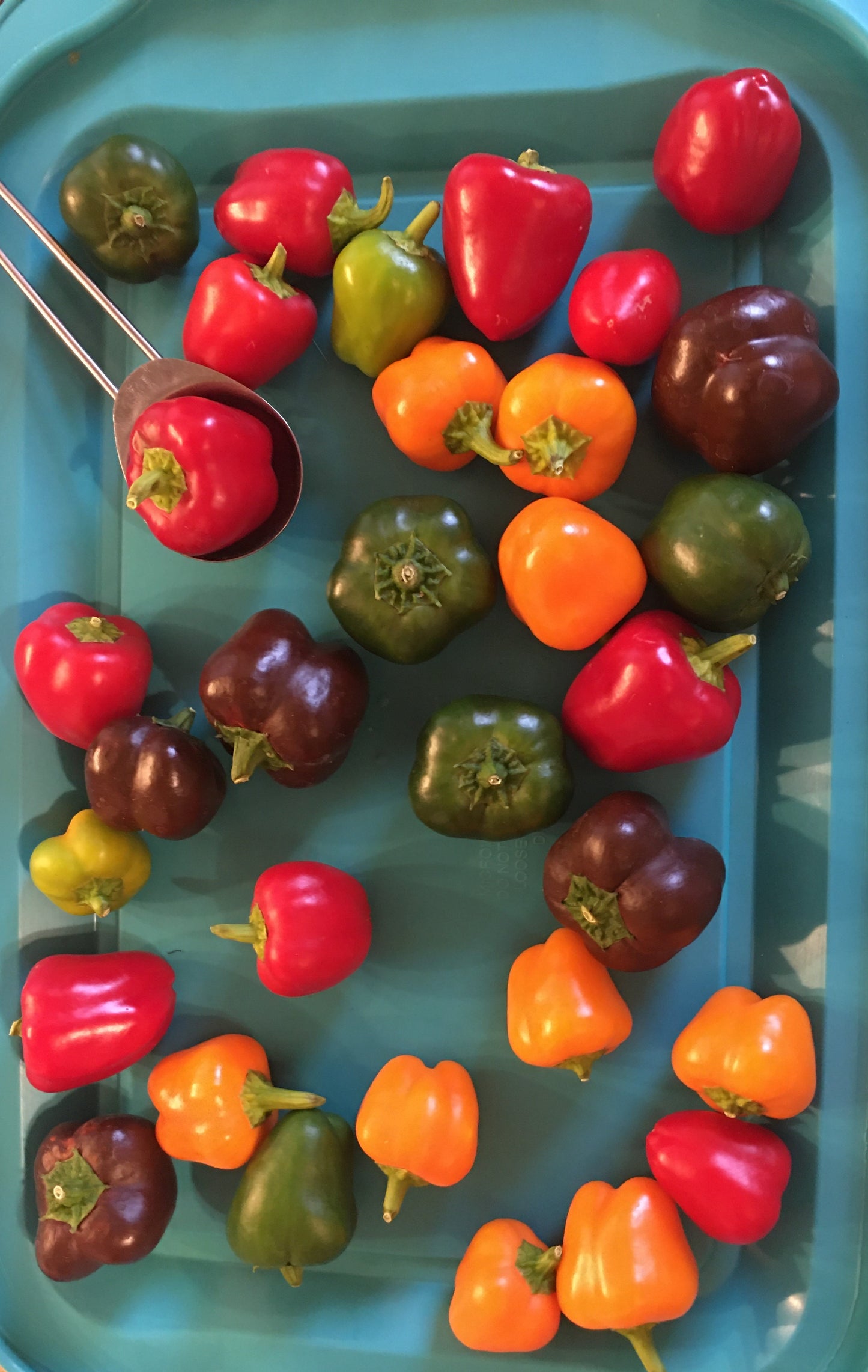 PATIO COLLECTION Pepper seedlings (HOT & SWEET varieties)