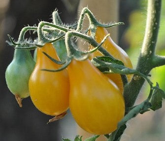 Cherry Tomato Seedlings