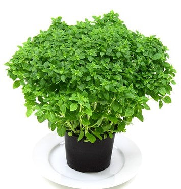 Dwarf Basil