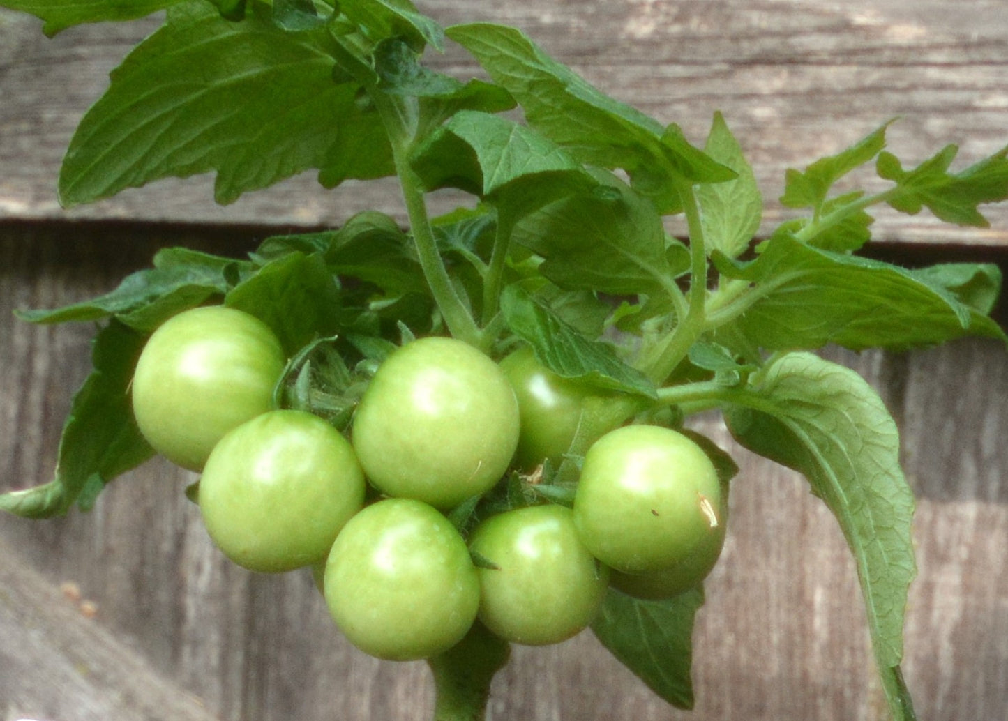 Micro Dwarf Tomato - seedlings