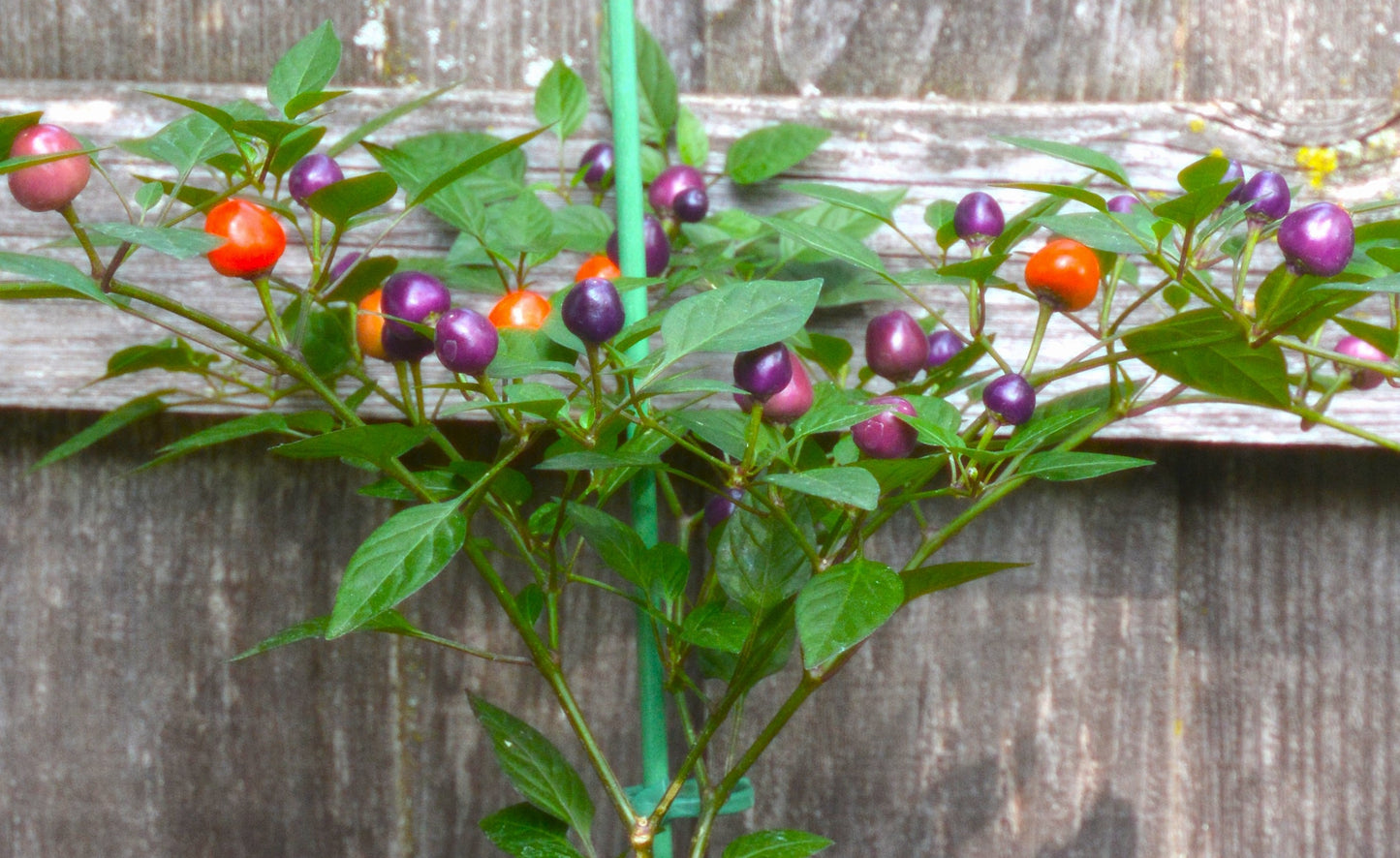 Dwarf Peppers  GIFT SIZE (HOT & SWEET varieties)