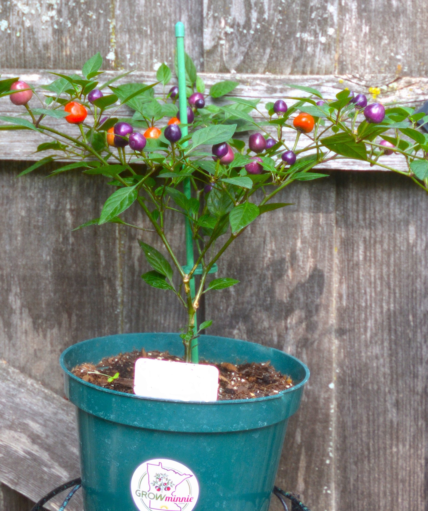 Dwarf Peppers  GIFT SIZE (HOT & SWEET varieties)