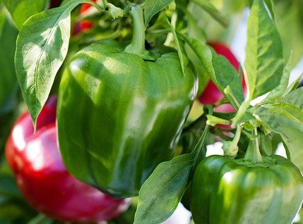 Peppers - Sweet Standard Garden Size