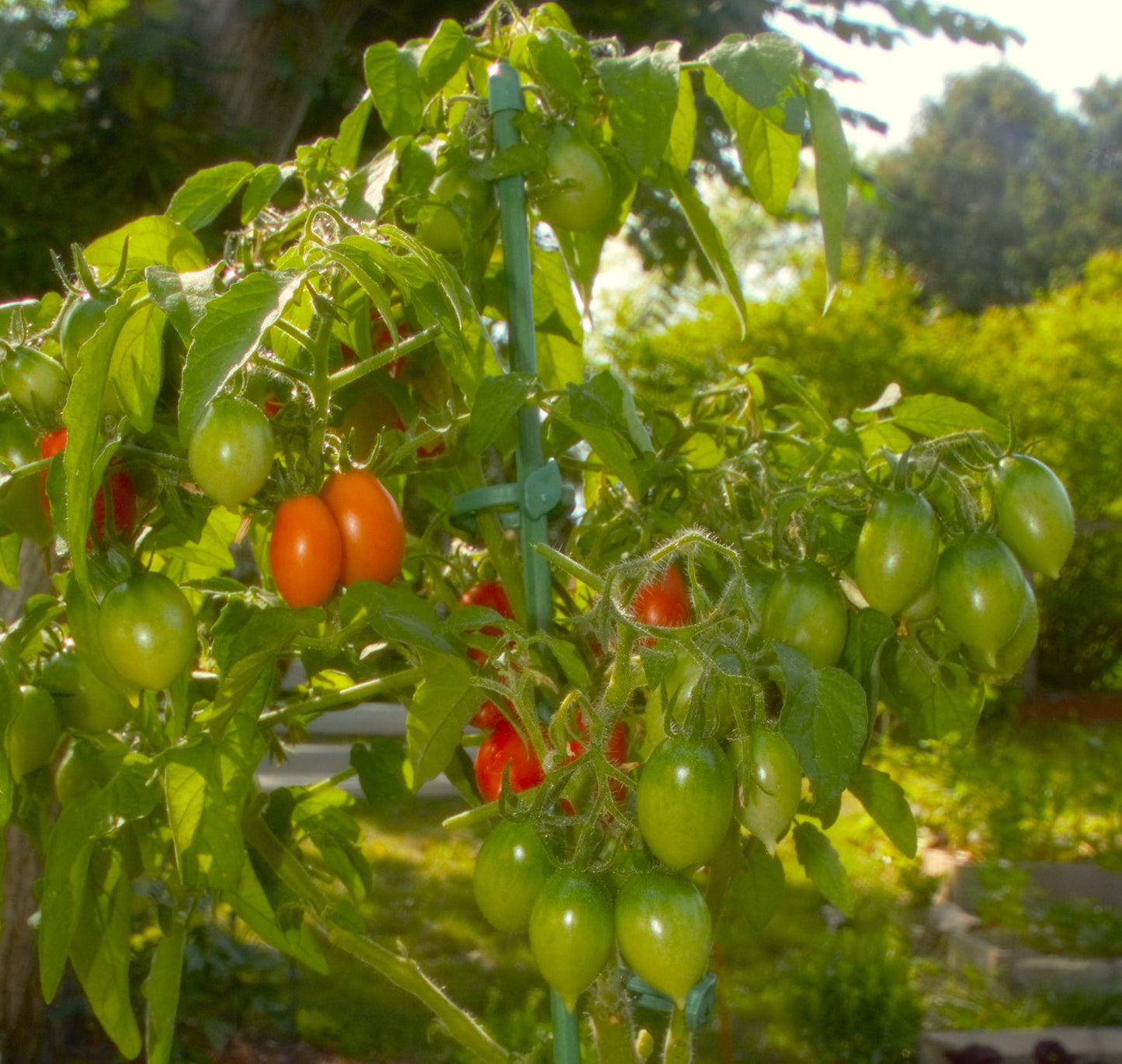 Micro Dwarf Tomato - seedlings