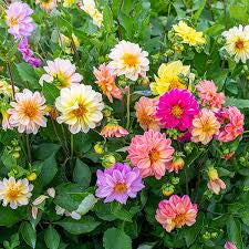 Annual Flowers pint and quart pots