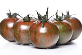 Tomato Seedlings