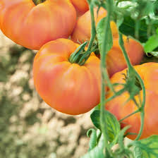 PATIO COLLECTION TOMATO - FULL SIZE FRUIT VARIETIES