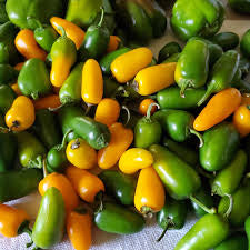 Pepper Seedlings - HOT