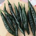 Pepper Seedlings - HOT