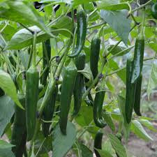 Pepper Seedlings - HOT