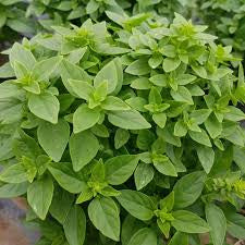Basil