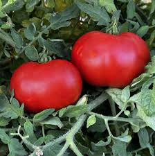 Tomato Seedlings