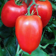 Tomato Seedlings
