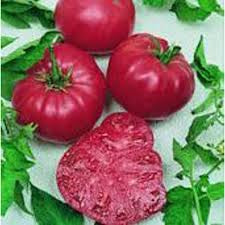 Tomato Seedlings