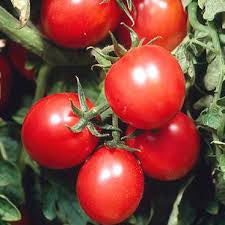 Tomato Seedlings