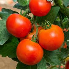 Tomato Seedlings