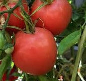 Tomato Seedlings
