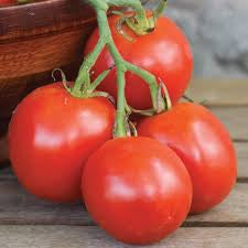 Tomato Seedlings