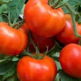 Tomato Seedlings