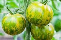 Tomato Seedlings