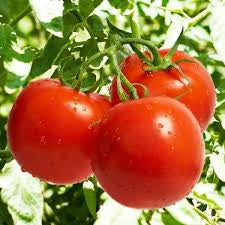 Tomato Seedlings