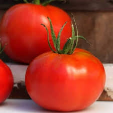Tomato Seedlings
