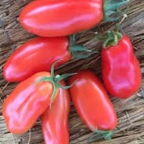 Tomato Seedlings