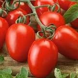 Tomato Seedlings