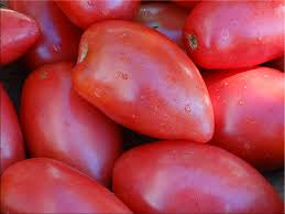 Tomato Seedlings