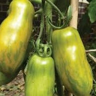 Tomato Seedlings