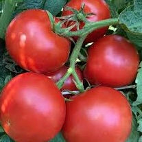 Tomato Seedlings