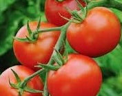 Tomato Seedlings