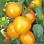 Tomato Seedlings