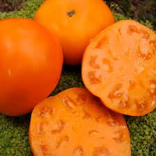 Tomato Seedlings