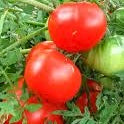 Tomato Seedlings