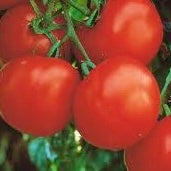 Tomato Seedlings