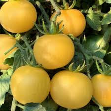 Tomato Seedlings