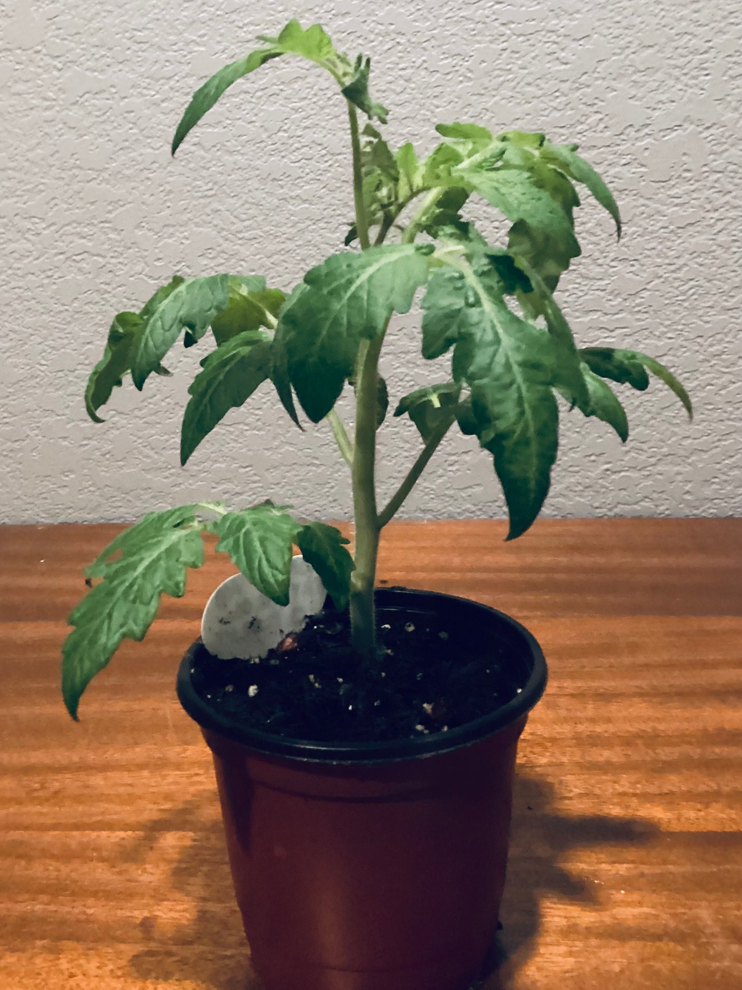 PATIO COLLECTION MICRO CHERRY TOMATO- seedlings