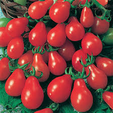 CHERRY Tomato Seedlings
