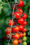 CHERRY Tomato Seedlings