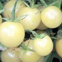 CHERRY Tomato Seedlings