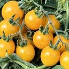 CHERRY Tomato Seedlings