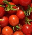 CHERRY Tomato Seedlings