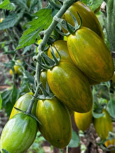 CHERRY Tomato Seedlings