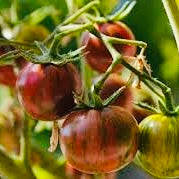 CHERRY Tomato Seedlings
