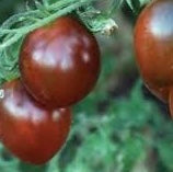 CHERRY Tomato Seedlings